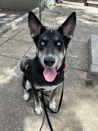 Bowie