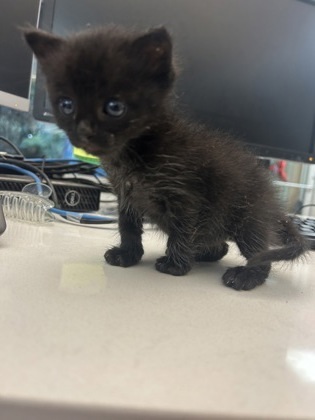 Chocolate Chip