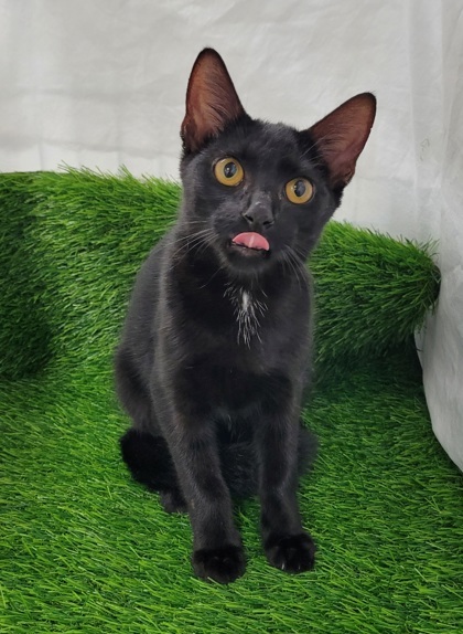 Mizi