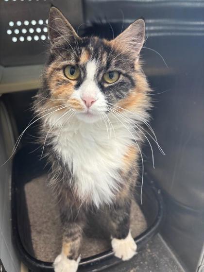 Bexley, an adoptable Domestic Medium Hair, Domestic Short Hair in Pendleton, OR, 97801 | Photo Image 1