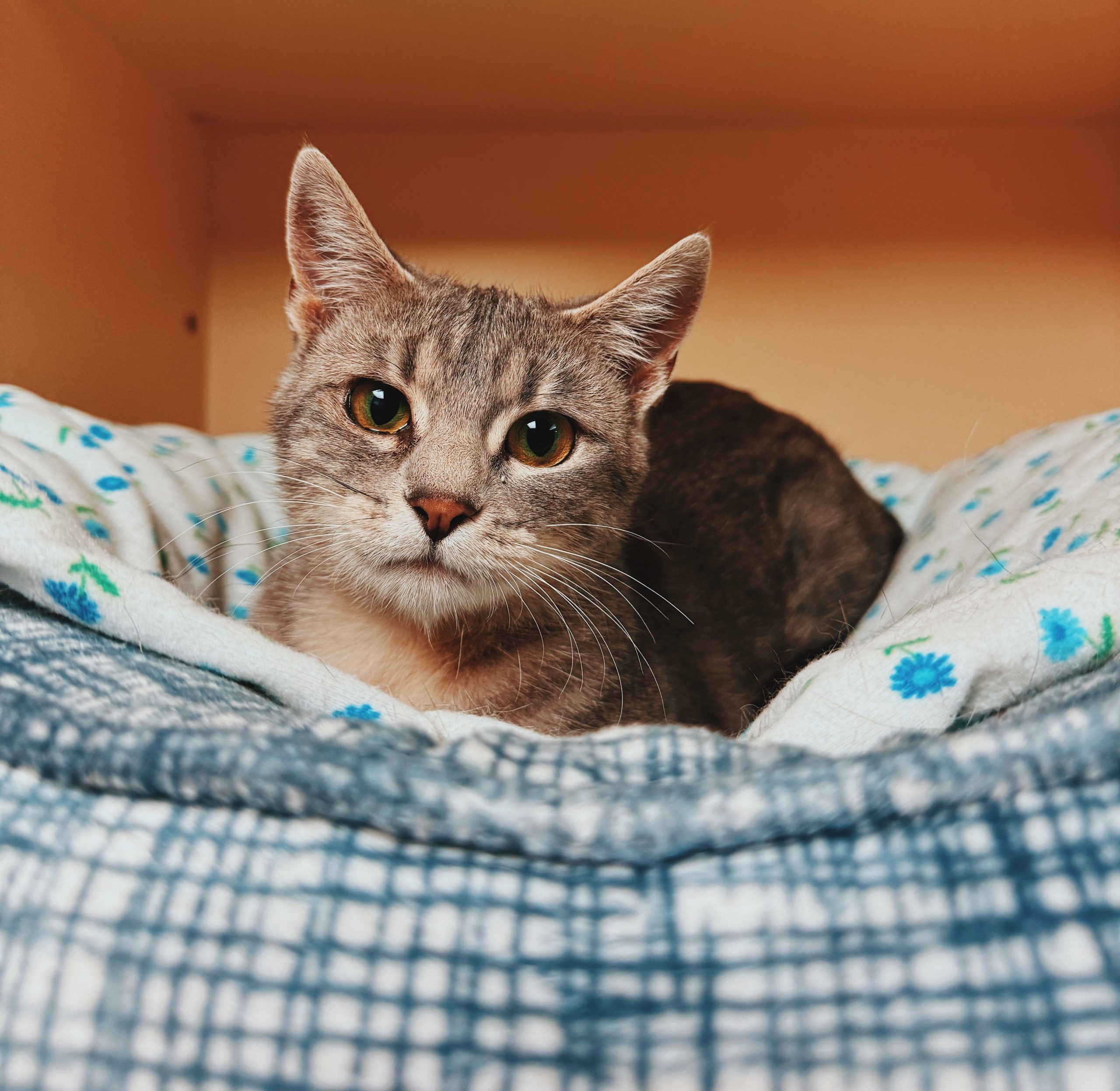Haizlee, an adoptable Domestic Short Hair in Hays, KS, 67601 | Photo Image 1
