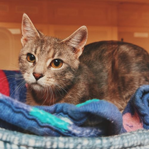 Haizlee, an adoptable Domestic Short Hair in Hays, KS, 67601 | Photo Image 2