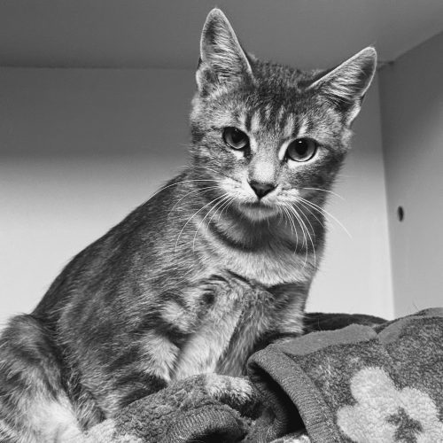 Haizlee, an adoptable Domestic Short Hair in Hays, KS, 67601 | Photo Image 3