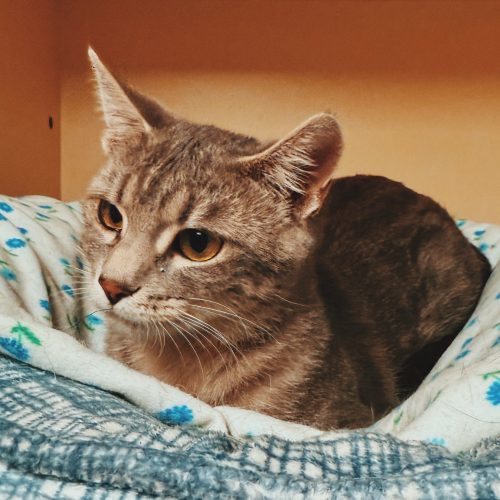 Haizlee, an adoptable Domestic Short Hair in Hays, KS, 67601 | Photo Image 4