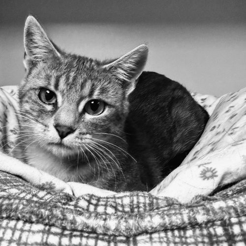 Haizlee, an adoptable Domestic Short Hair in Hays, KS, 67601 | Photo Image 5