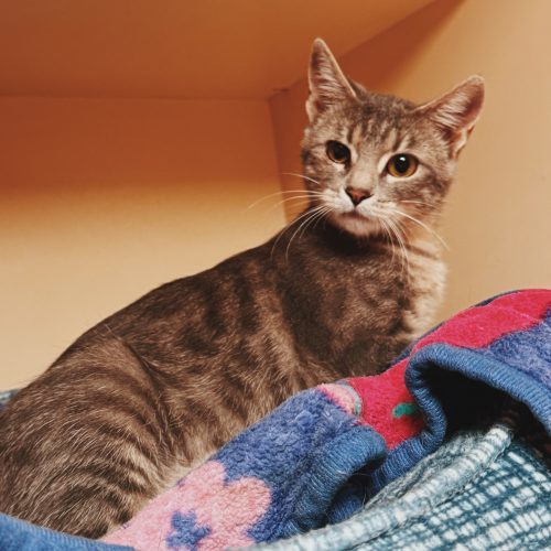 Haizlee, an adoptable Domestic Short Hair in Hays, KS, 67601 | Photo Image 6