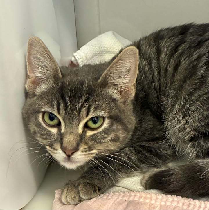 Fades, an adoptable Domestic Short Hair in Dillon, MT, 59725 | Photo Image 1