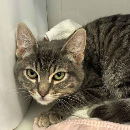 Fades, an adoptable Domestic Short Hair in Dillon, MT, 59725 | Photo Image 2