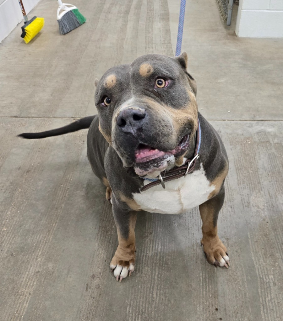 Kane, an adoptable American Staffordshire Terrier in Gillette, WY, 82716 | Photo Image 1