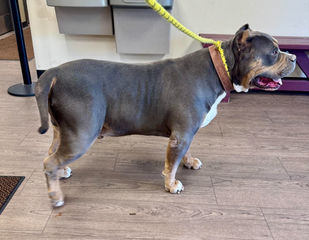 Kane, an adoptable American Staffordshire Terrier in Gillette, WY, 82716 | Photo Image 2