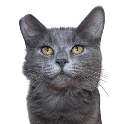 Garrus - Petsmart