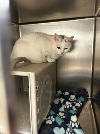 Barn Cat Sasha, an adoptable Domestic Short Hair in Longmont, CO, 80501 | Photo Image 1