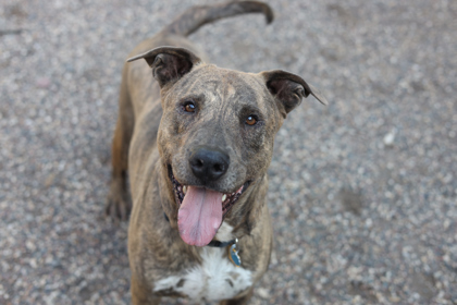 Tyson