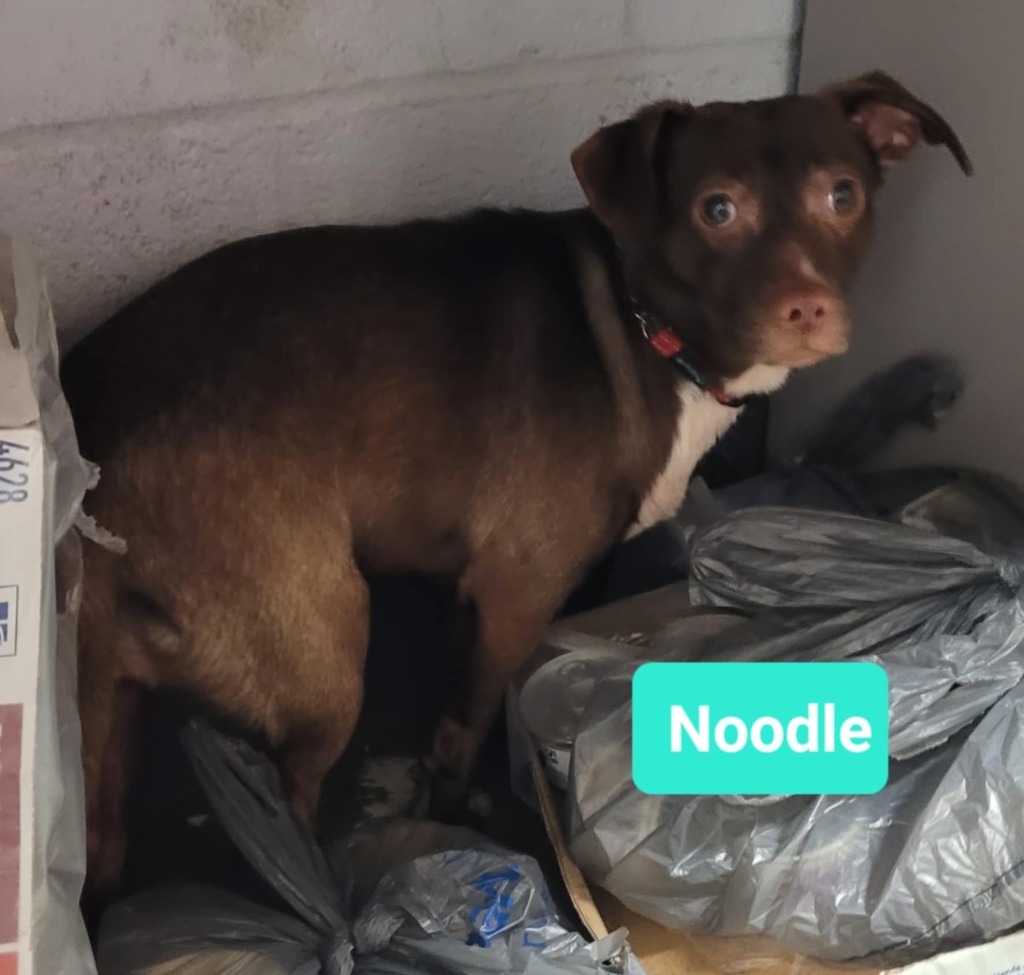 Noodle, an adoptable Affenpinscher, Pit Bull Terrier in Richmond, IN, 47374 | Photo Image 1