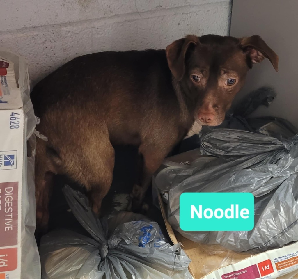 Noodle, an adoptable Affenpinscher, Pit Bull Terrier in Richmond, IN, 47374 | Photo Image 2