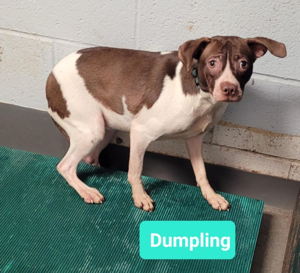 Dumpling, an adoptable Affenpinscher, Pit Bull Terrier in Richmond, IN, 47374 | Photo Image 1