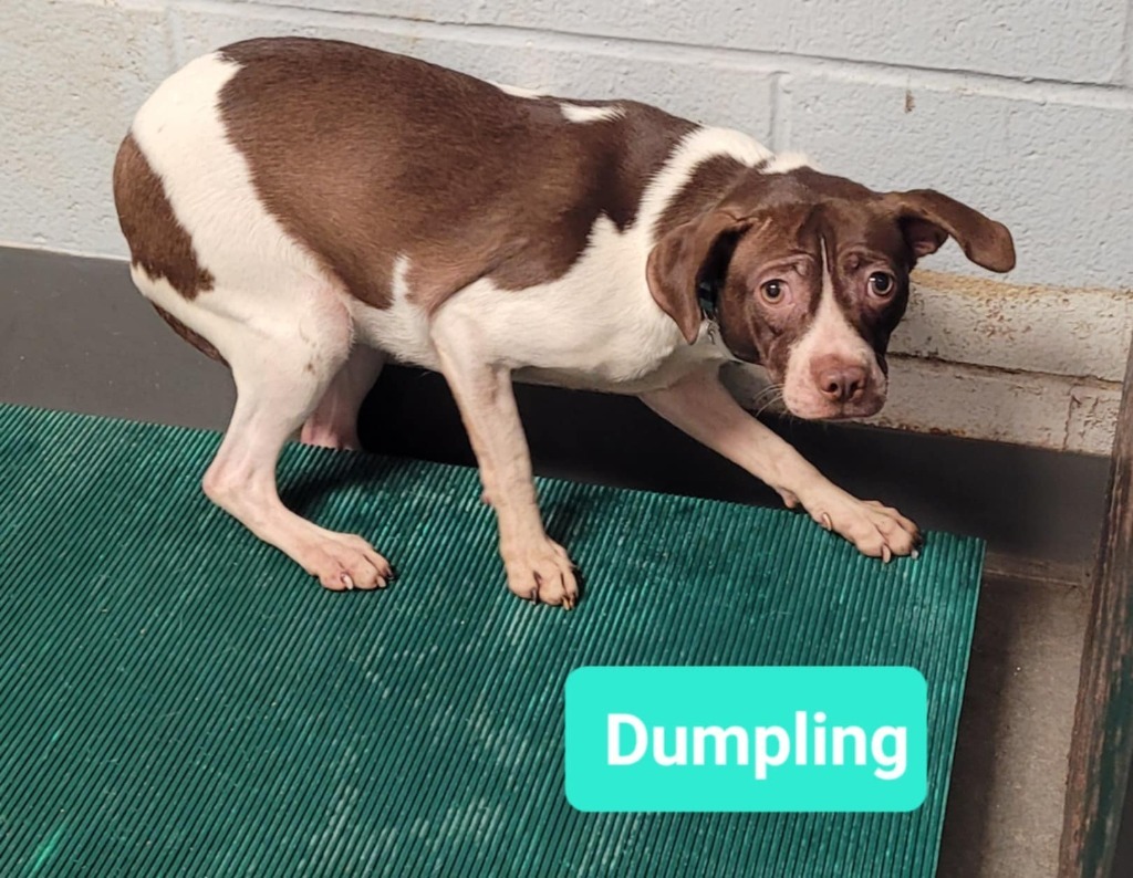 Dumpling, an adoptable Affenpinscher, Pit Bull Terrier in Richmond, IN, 47374 | Photo Image 2