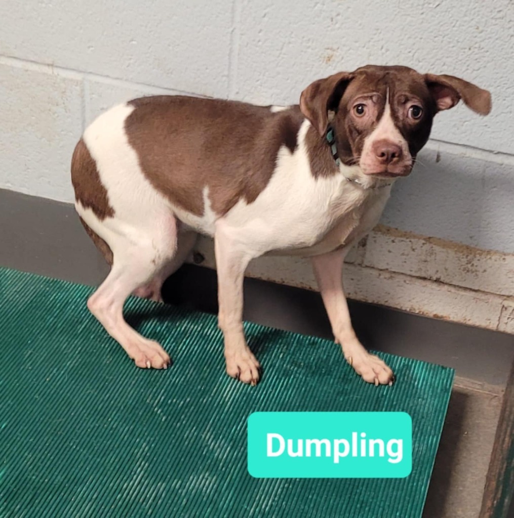 Dumpling, an adoptable Affenpinscher, Pit Bull Terrier in Richmond, IN, 47374 | Photo Image 3
