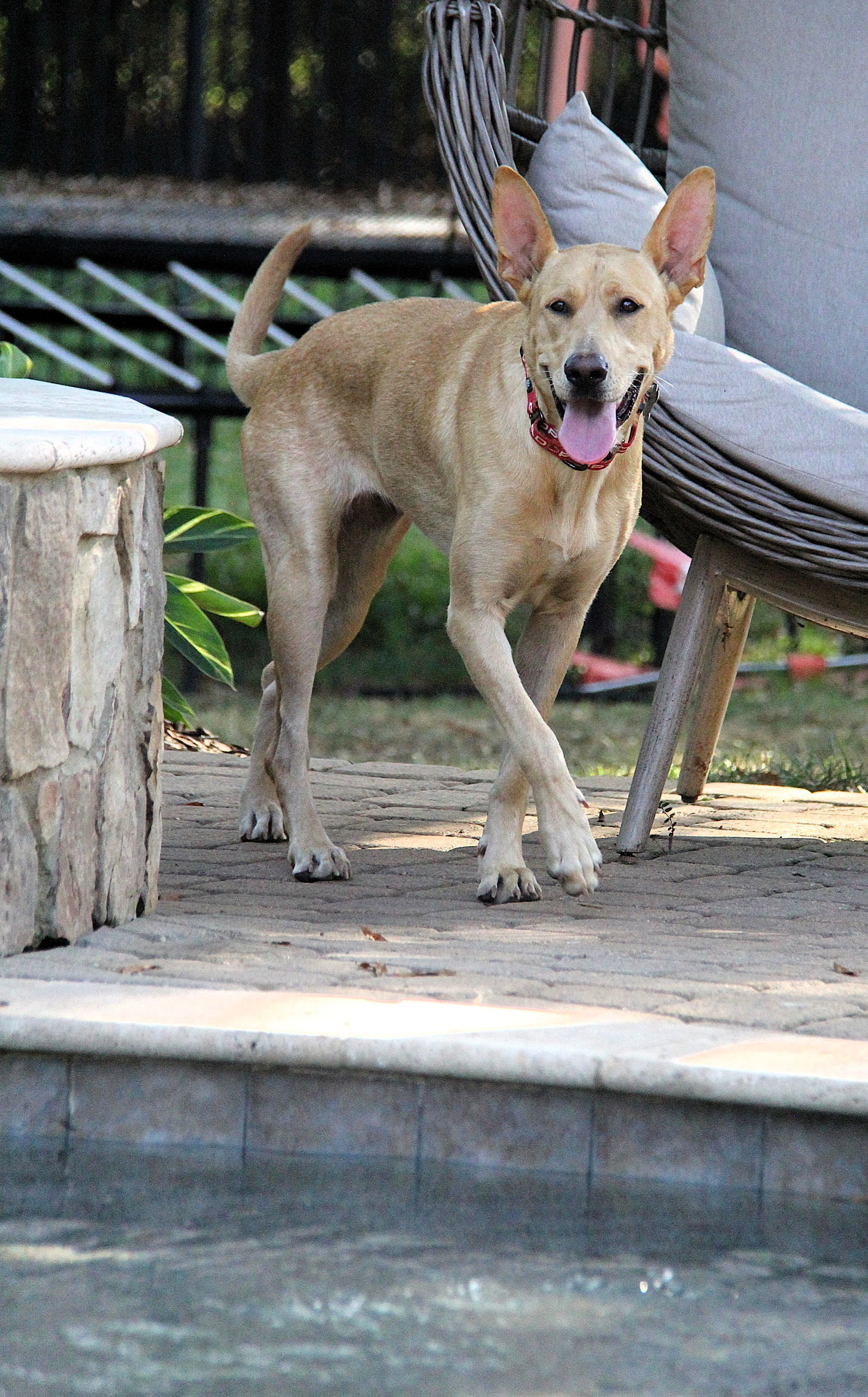 Hailey