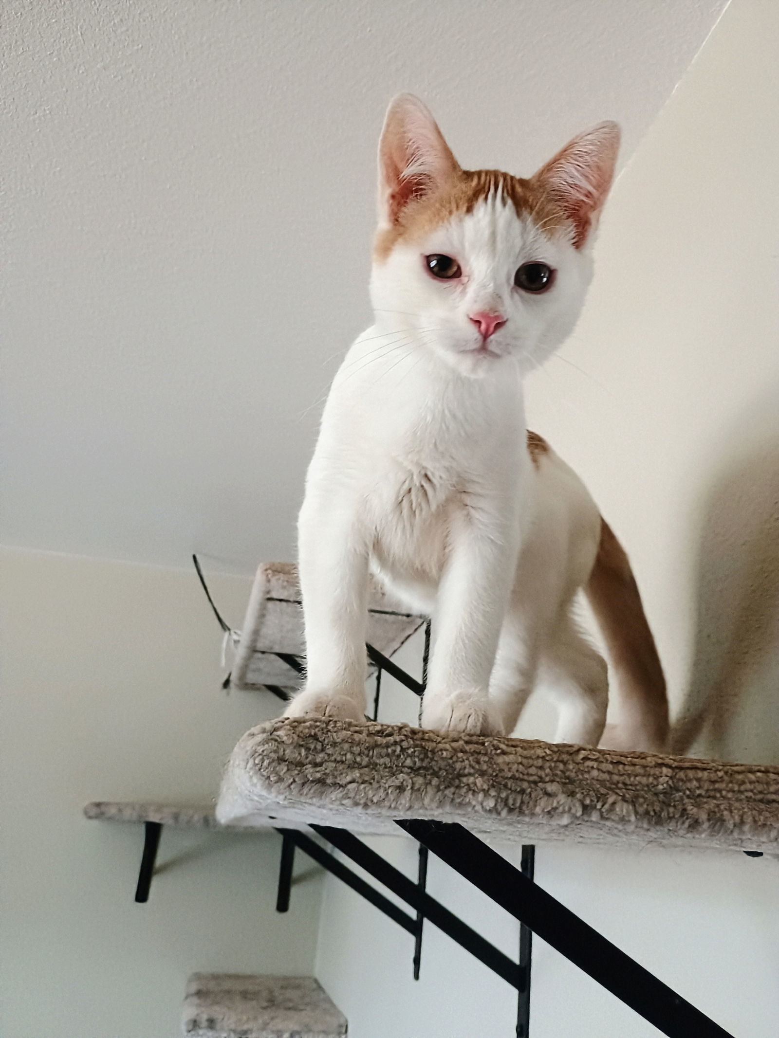 Sailor, an adoptable Domestic Short Hair in Laramie, WY, 82073 | Photo Image 2