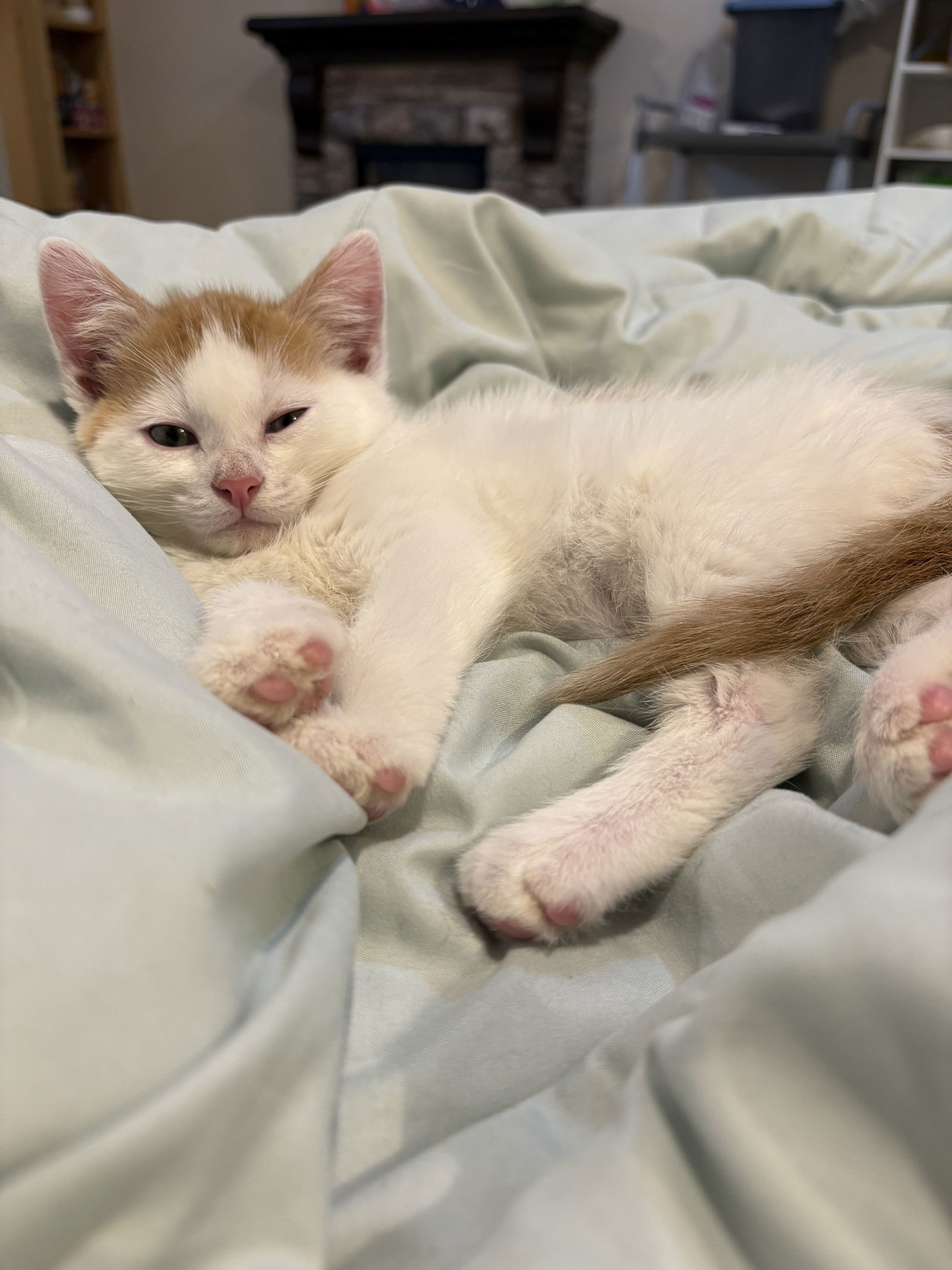 Sailor, an adoptable Domestic Short Hair in Laramie, WY, 82073 | Photo Image 3