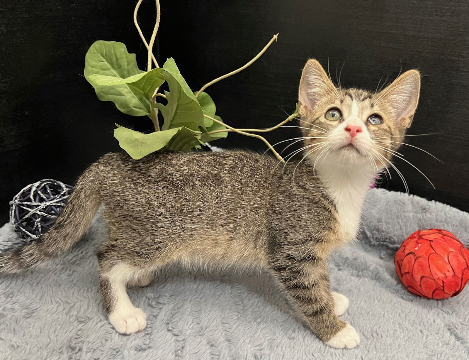 Gilligan