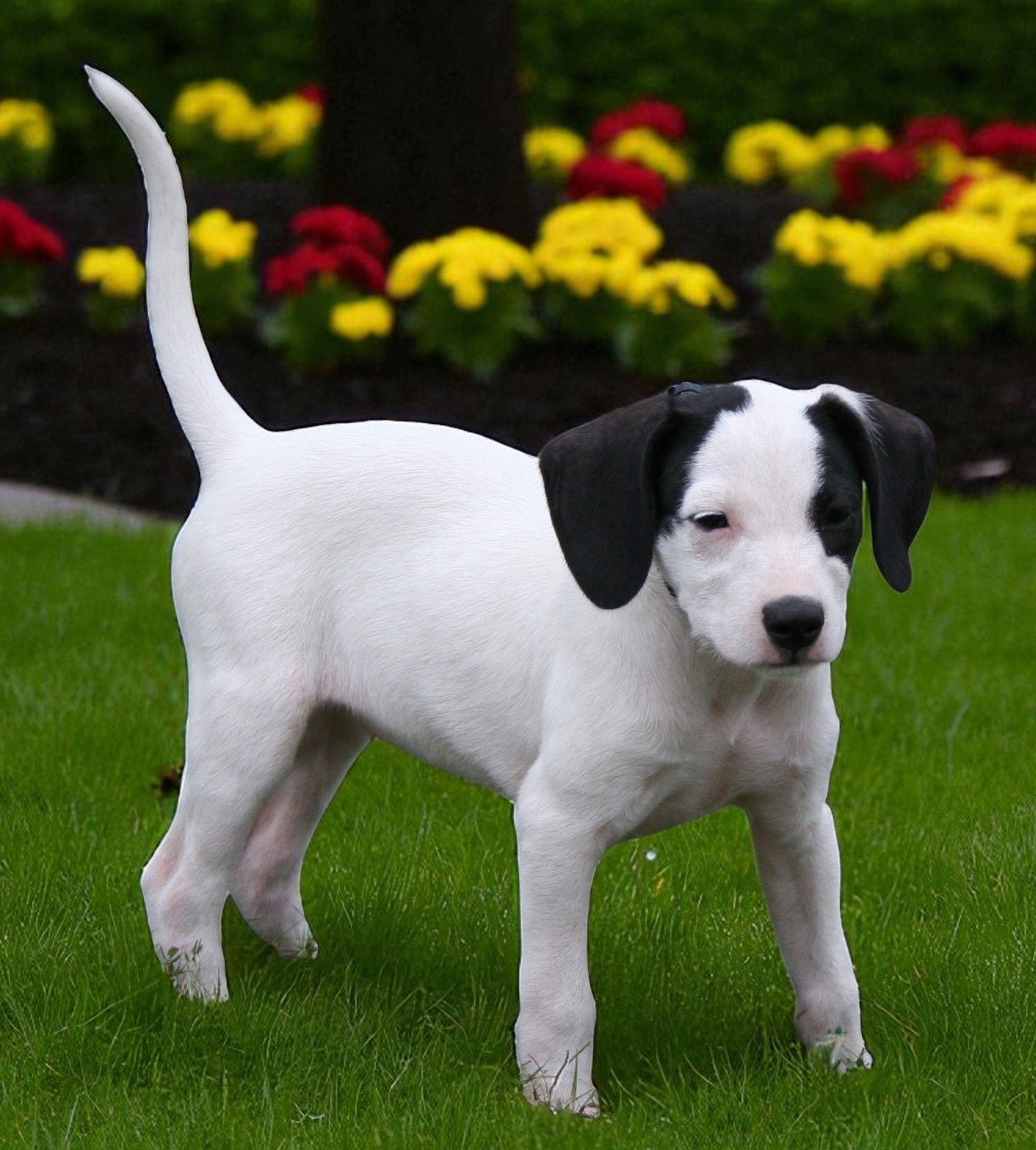 PUPPY SADIE