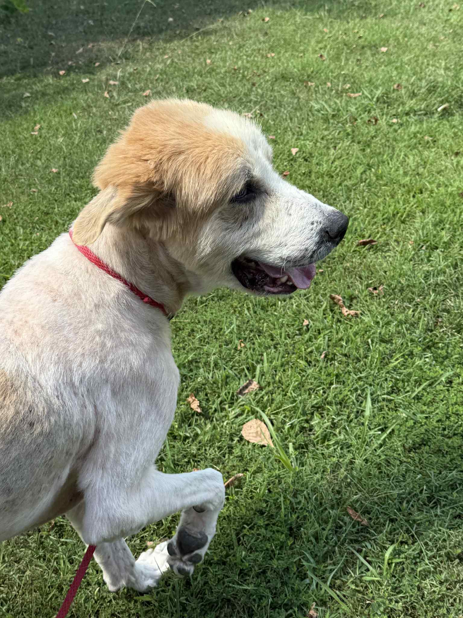 APOLLO