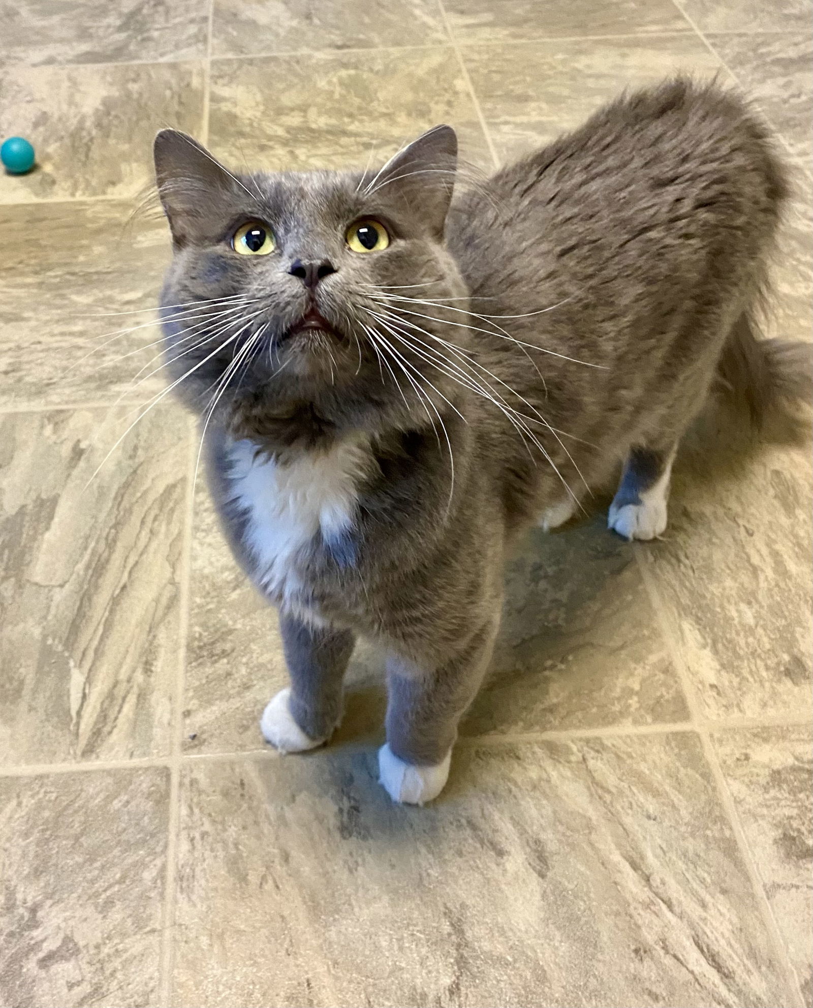 Chapman, an adoptable Domestic Medium Hair in Fargo, ND, 58103 | Photo Image 1