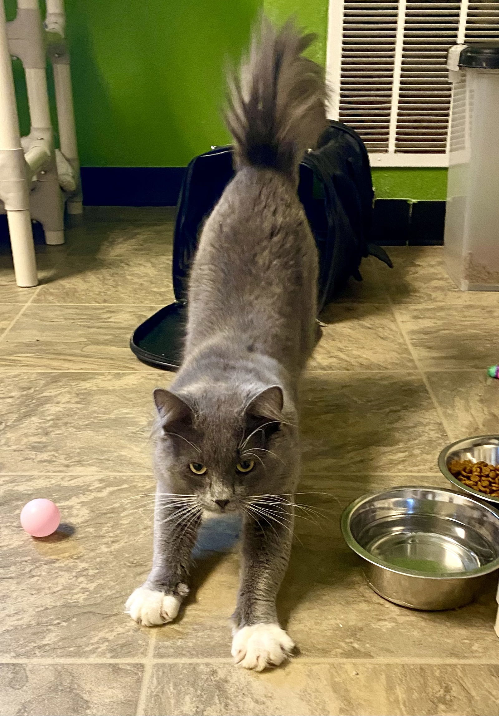 Chapman, an adoptable Domestic Medium Hair in Fargo, ND, 58103 | Photo Image 2