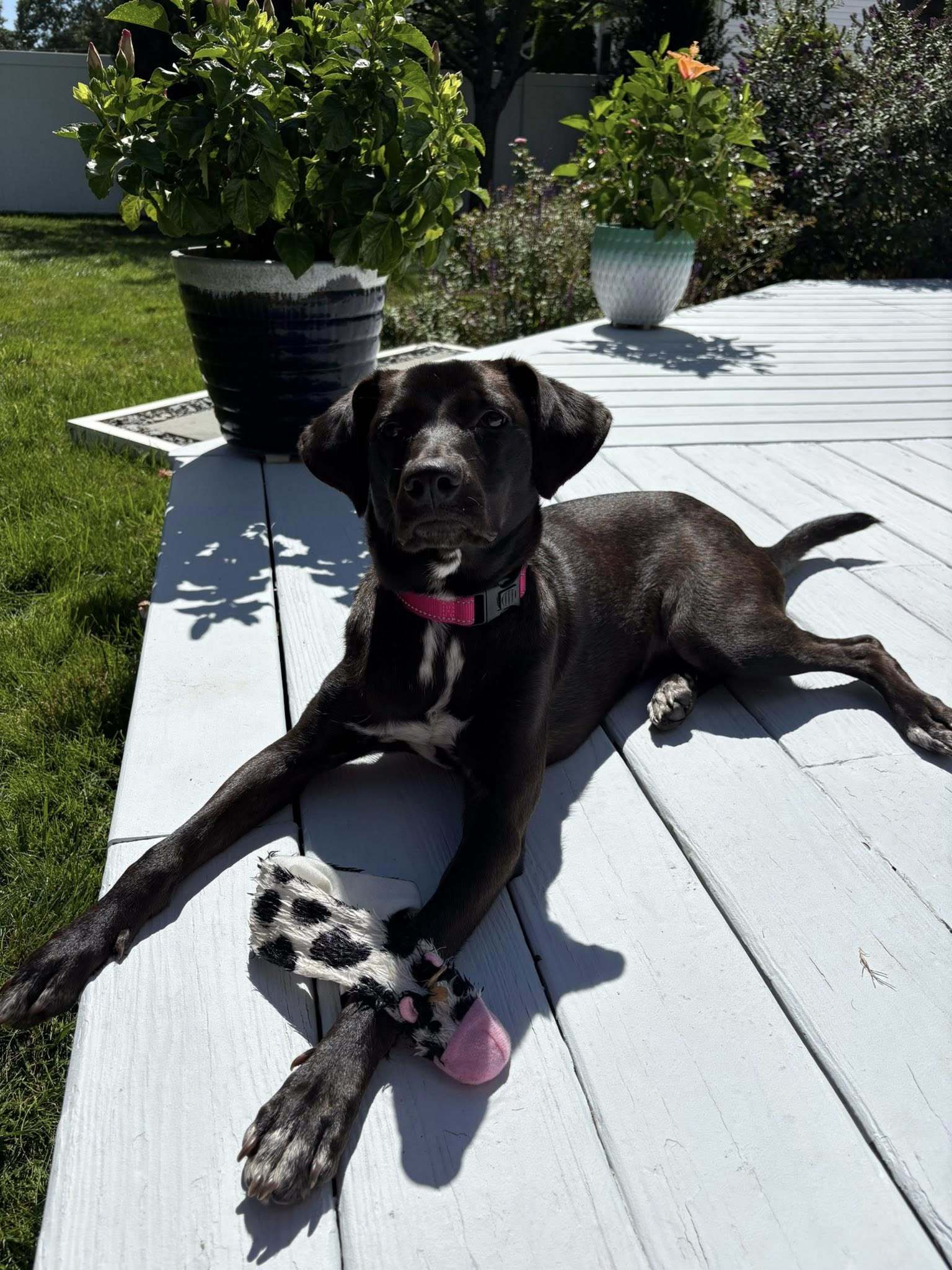 BEBE