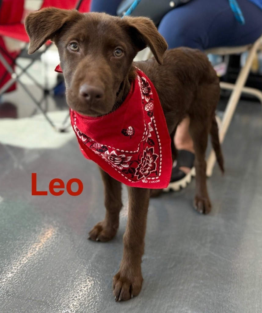 Leo