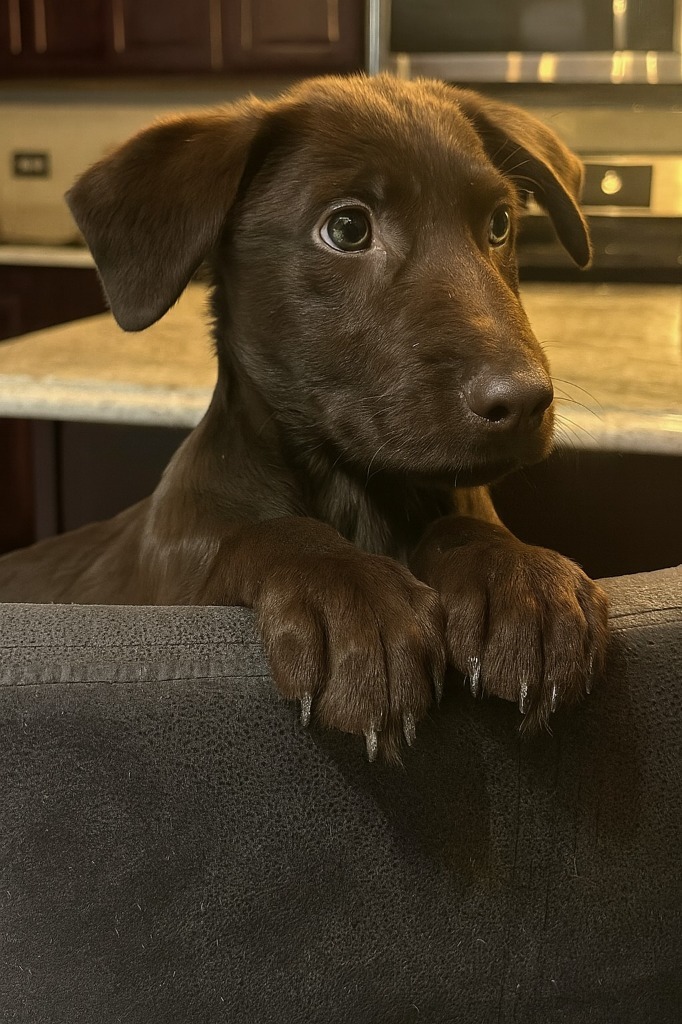 Leo