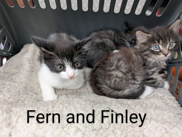 Fern