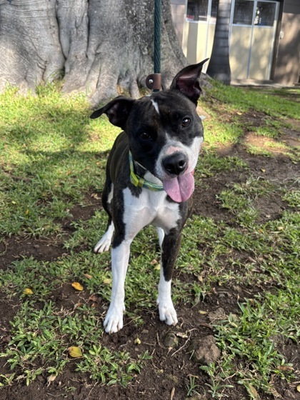 Coco, an adoptable Pit Bull Terrier, Mixed Breed in Honolulu, HI, 96826 | Photo Image 1