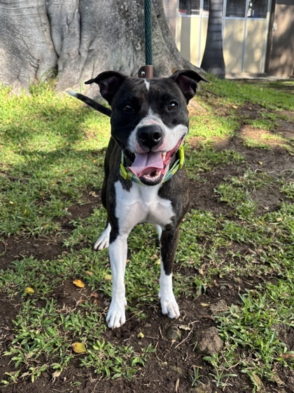 Coco, an adoptable Pit Bull Terrier, Mixed Breed in Honolulu, HI, 96826 | Photo Image 2