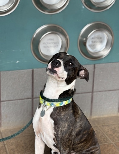 Coco, an adoptable Pit Bull Terrier, Mixed Breed in Honolulu, HI, 96826 | Photo Image 3