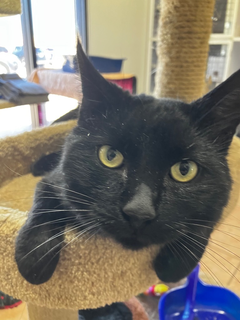 Captain Blackwhisker