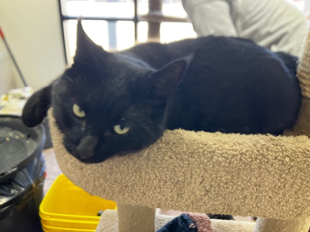 Captain Blackwhisker