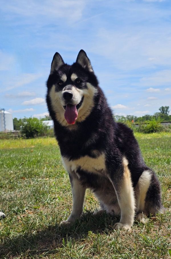 Loki