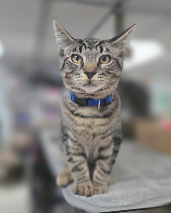 Dewey