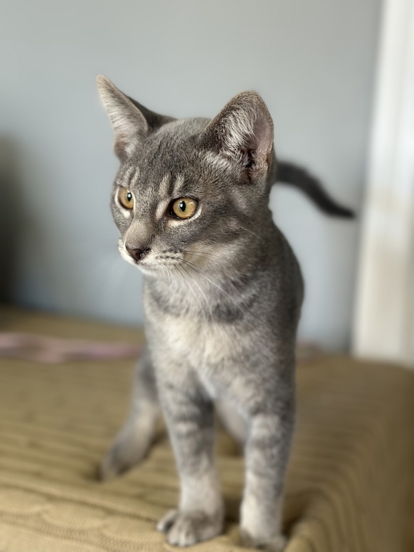 Huey