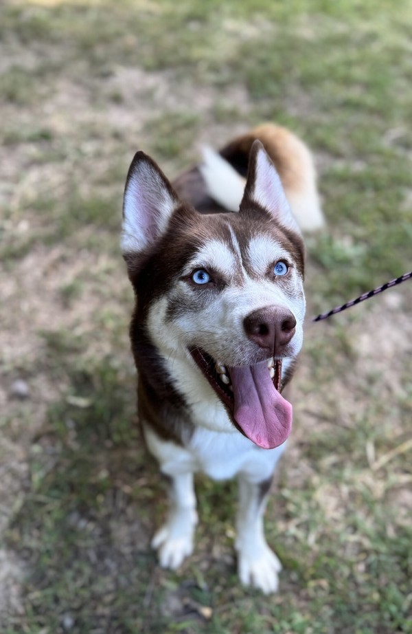 Juno