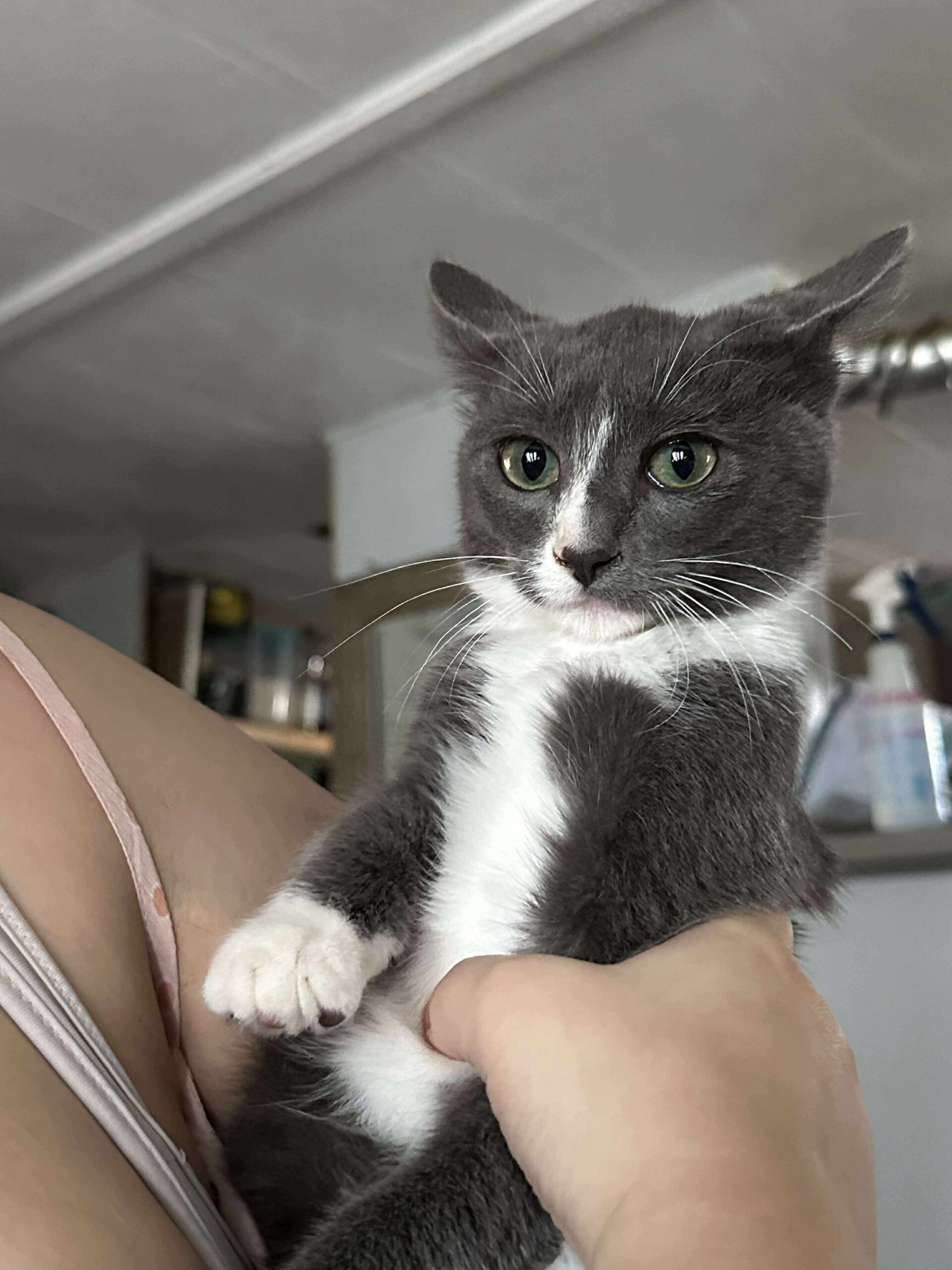 Greyson, an adoptable Domestic Short Hair in Dillon, MT, 59725 | Photo Image 1