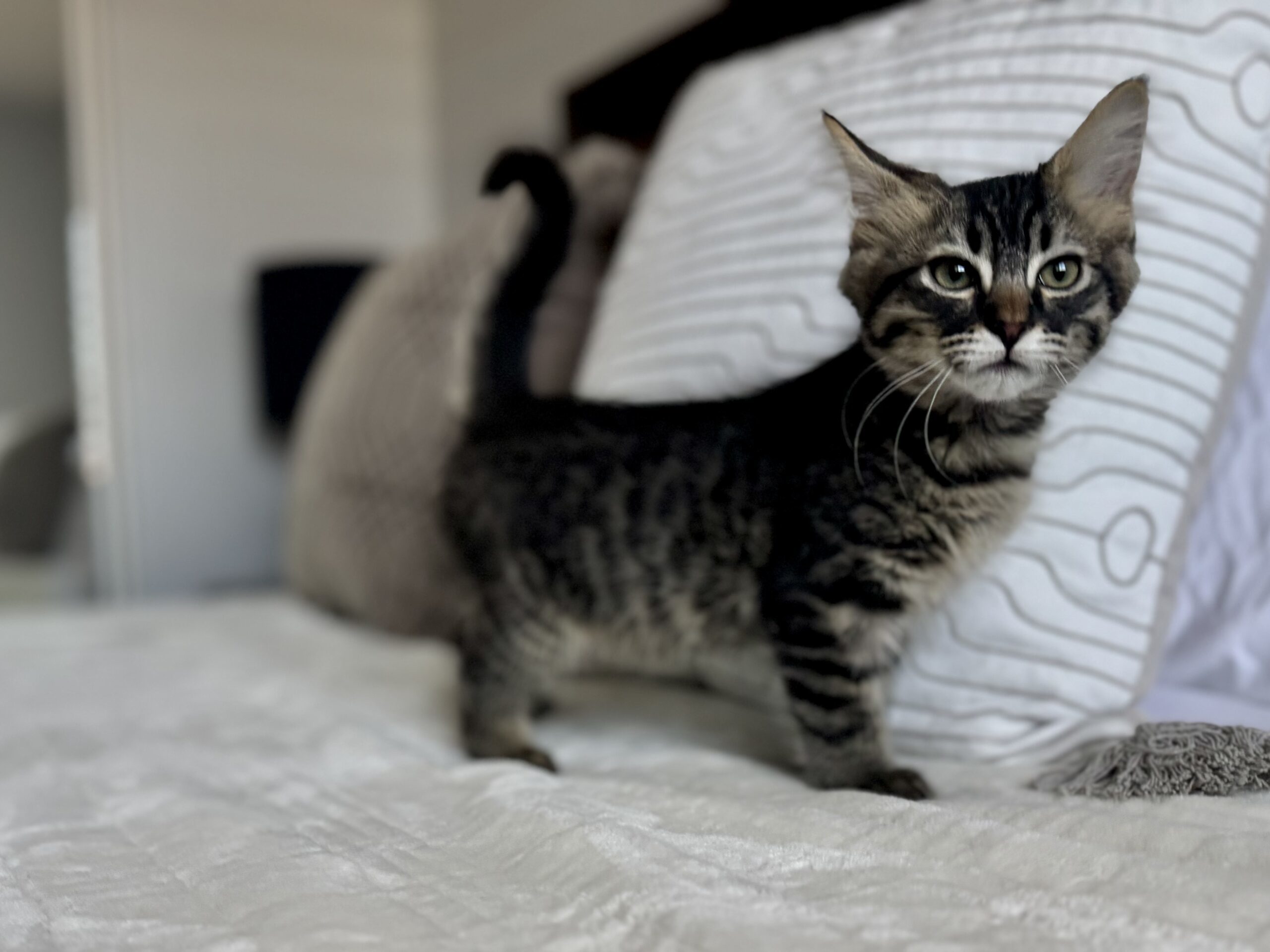 Marshall, an adoptable Domestic Medium Hair in Dillon, MT, 59725 | Photo Image 1