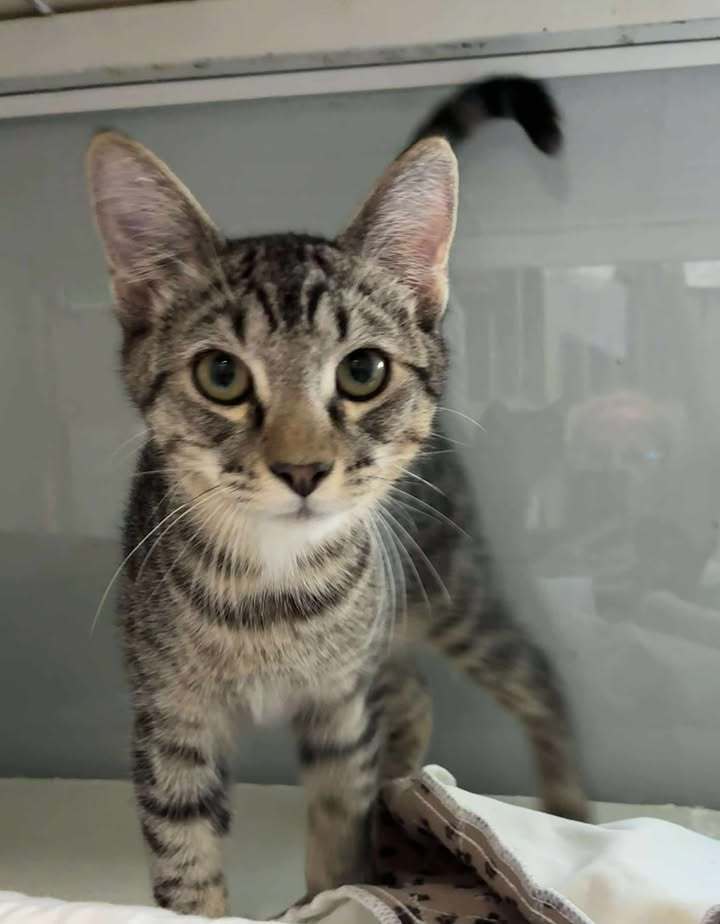 Haze, an adoptable Domestic Short Hair in Dillon, MT, 59725 | Photo Image 1