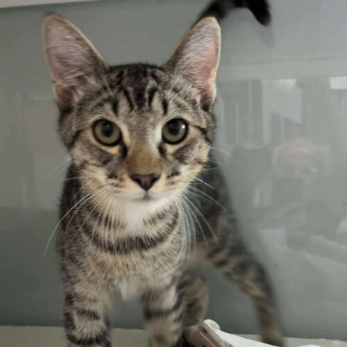 Haze, an adoptable Domestic Short Hair in Dillon, MT, 59725 | Photo Image 2