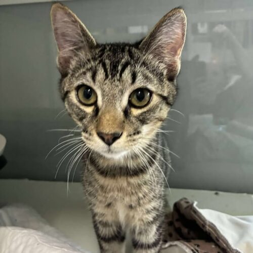 Haze, an adoptable Domestic Short Hair in Dillon, MT, 59725 | Photo Image 3