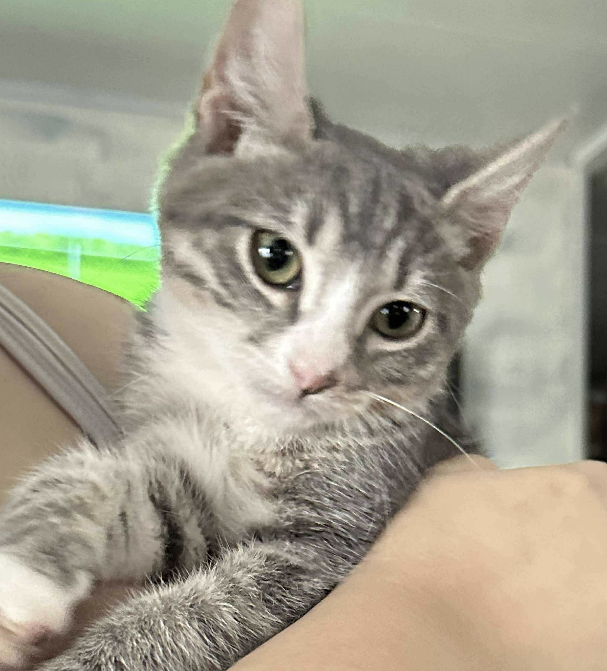 Hermes, an adoptable Domestic Short Hair in Dillon, MT, 59725 | Photo Image 1