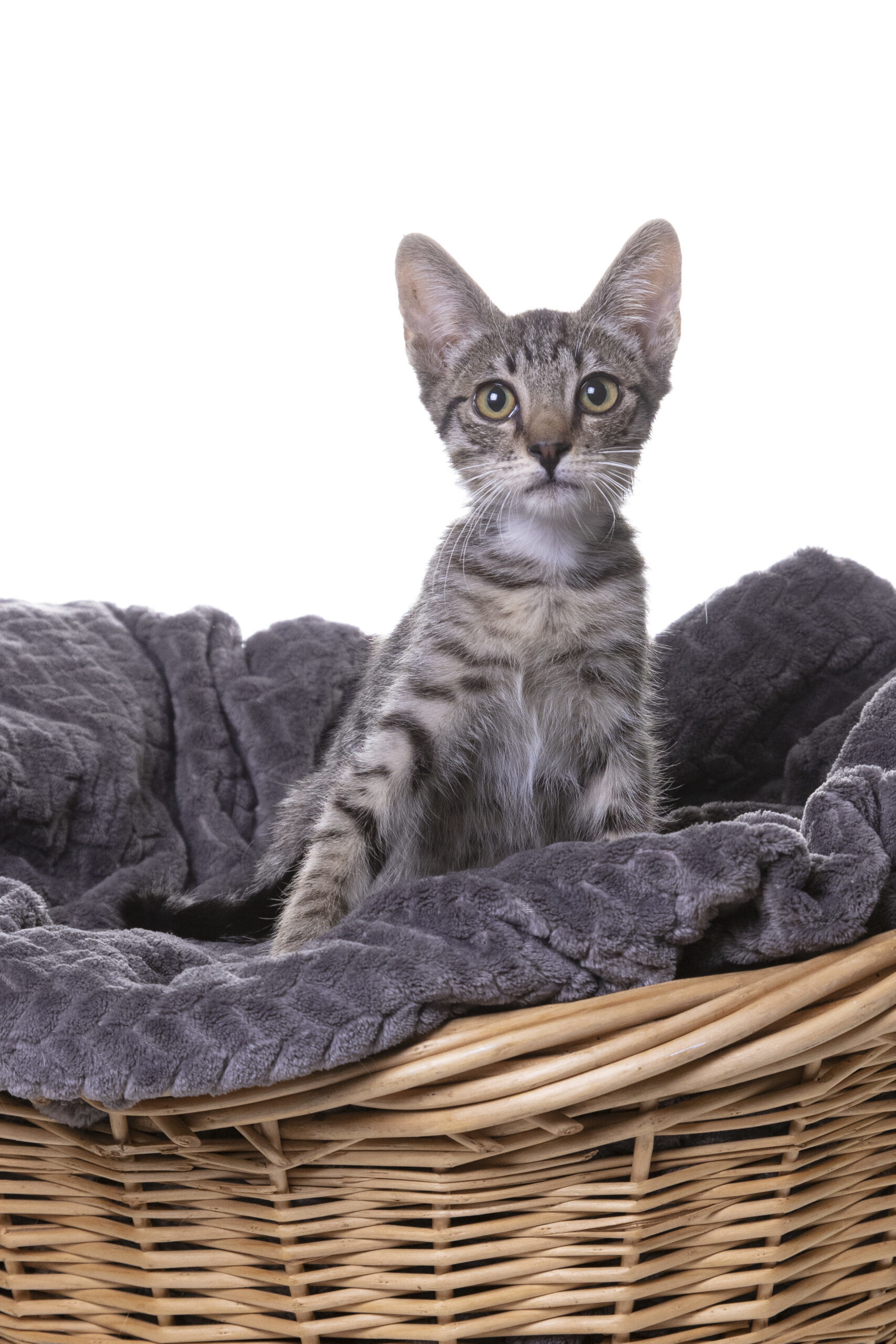 Theo, an adoptable Domestic Short Hair in Dillon, MT, 59725 | Photo Image 1
